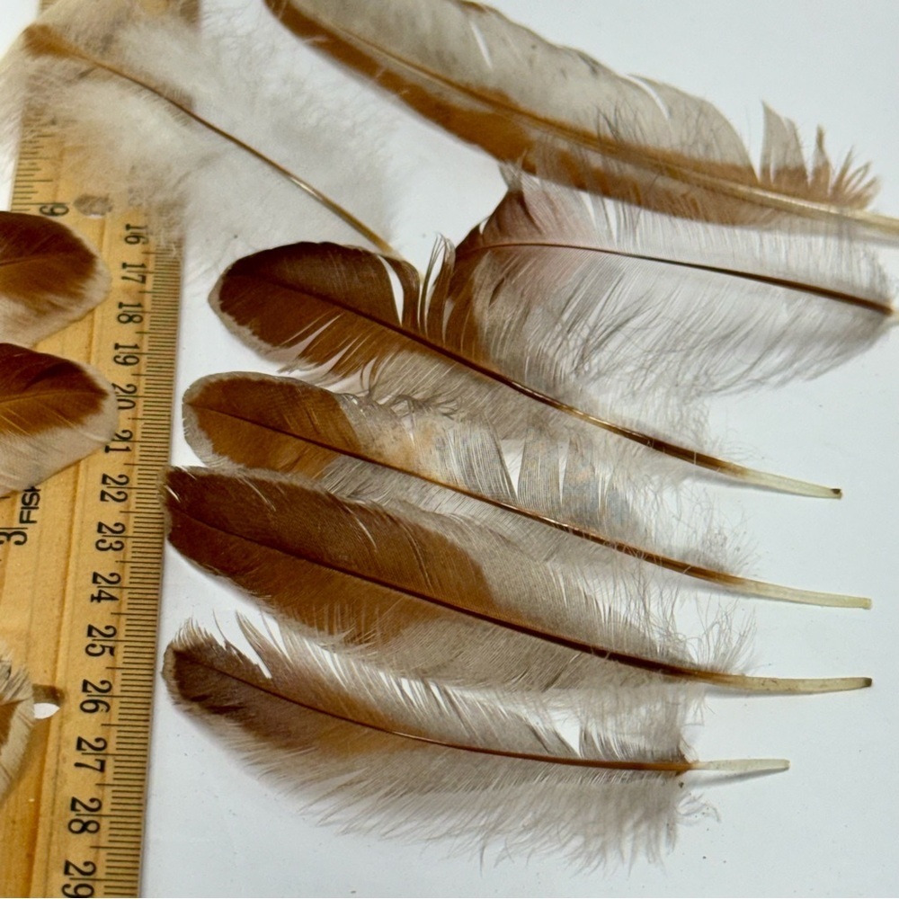 Splash Wyandotte Chicken Feathers Pack of 20